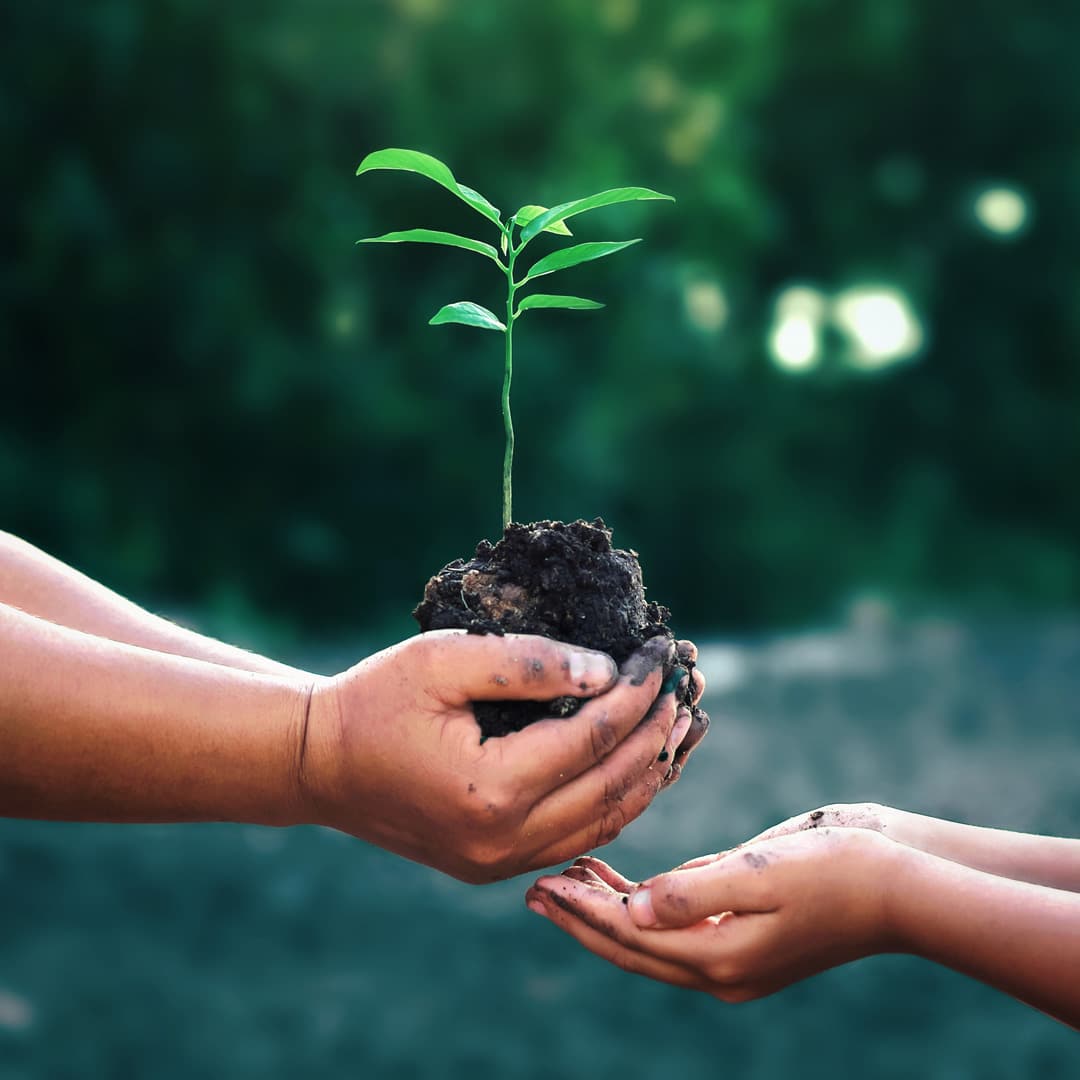 One person holds a plant's dirt roots and hands them off to another