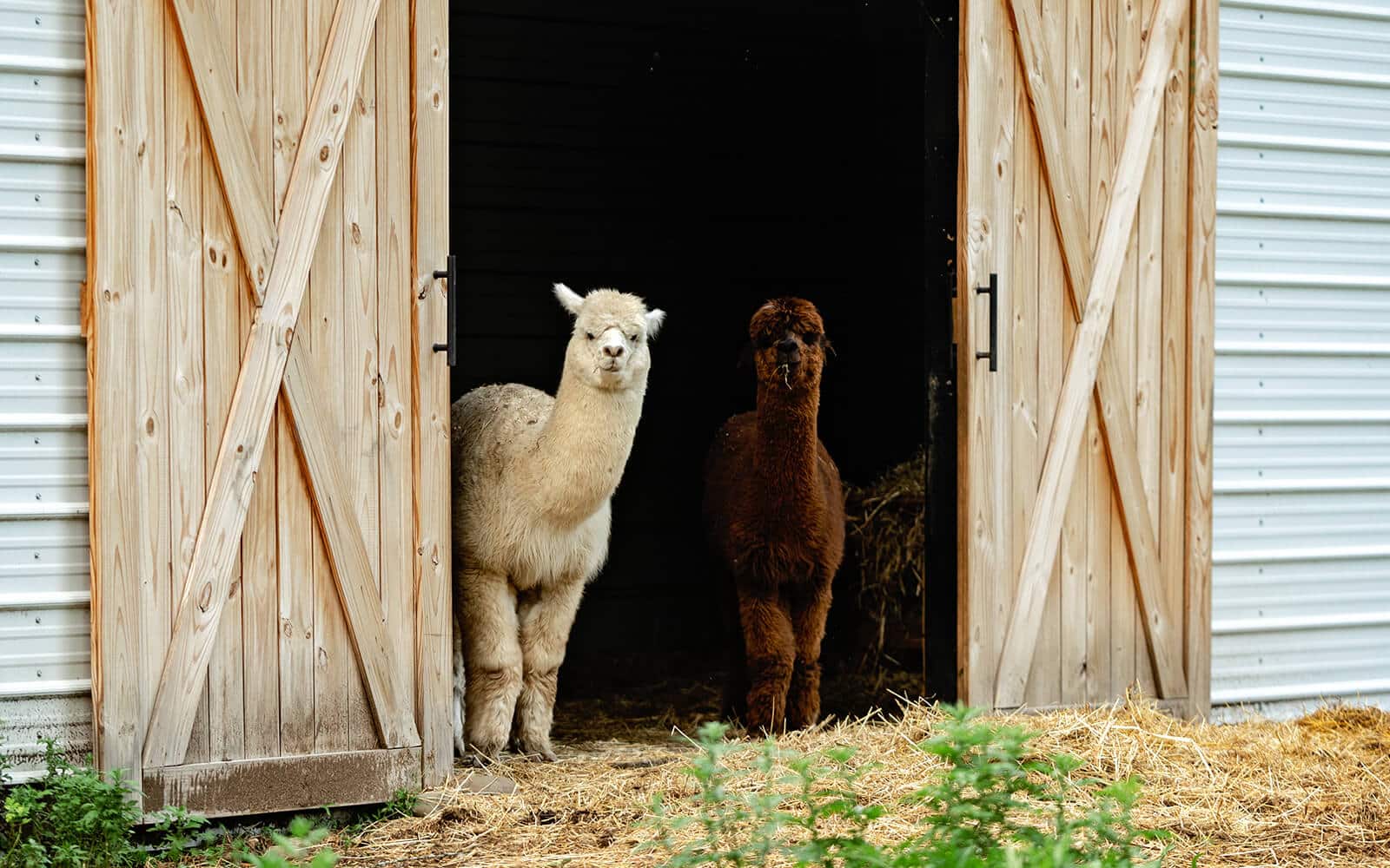 Kate Pérez Whittaker Arxada